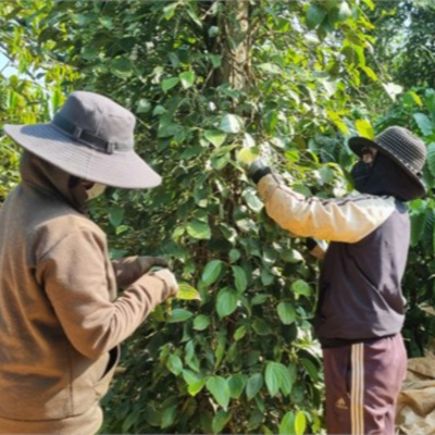 Vov - Viêt Nam Va Thê Gii