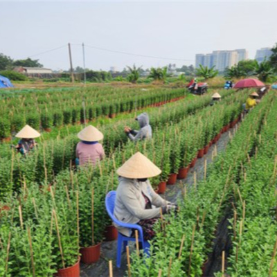 Vov - Viêt Nam Va Thê Gii