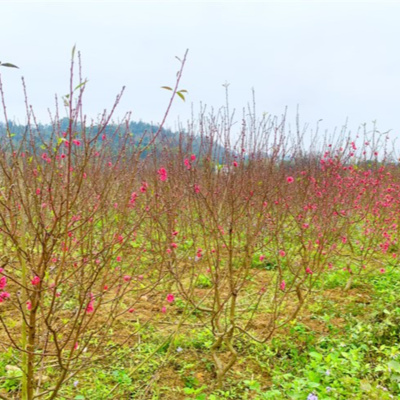Vov - Viêt Nam Va Thê Gii