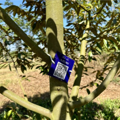 Vov - Viêt Nam Va Thê Gii