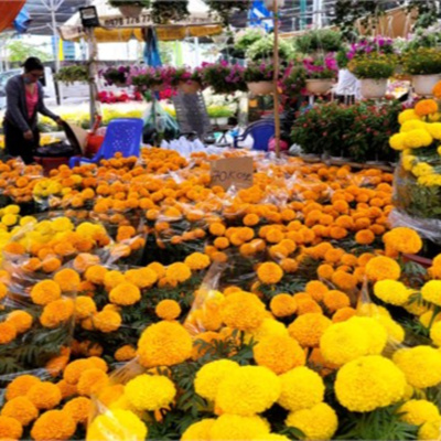 Vov - Viêt Nam Va Thê Gii