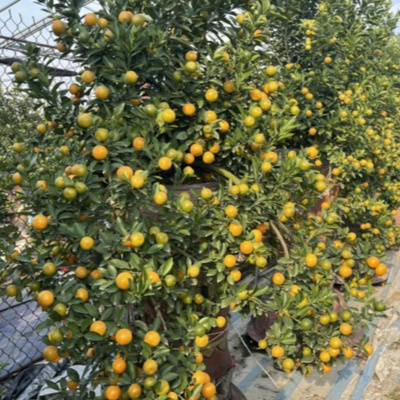 Vov - Viêt Nam Va Thê Gii