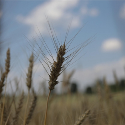 Vov - Viêt Nam Va Thê Gii