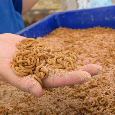 Vov - Viêt Nam Va Thê Gii