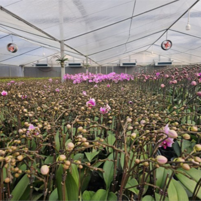 Vov - Viêt Nam Va Thê Gii