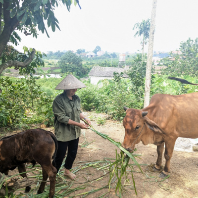 Vov - Viêt Nam Va Thê Gii