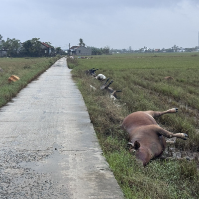 Vov - Viêt Nam Va Thê Gii