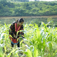 VOV - Xây dựng Đảng: Công tác xoá đói, giảm nghèo cho đồng bào vùng dân tộc, miền núi 