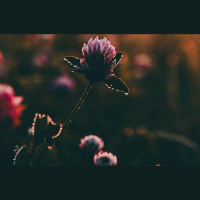 Uzdrošinieties svinēt! Dažādi Jāņu piedzīvošanas stāsti 