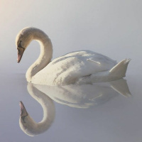 ep.29 Svanen og bærekraftige fond