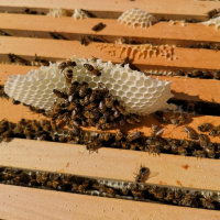 Maribor Is The Future 69: Svetovni dan čebel