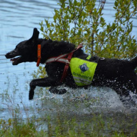 Norske Redningshunder har et aktivt lokallag i Haugesund