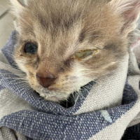 Dyrebeskyttelsen Norge Haugaland: Drømmer om å bygge hjelpesenter