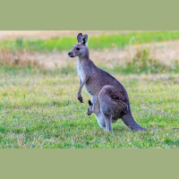 Eksotiskas čūskas, bruņurupuči, pat ķenguri: kādus dzīvniekus labāk neturēt mājās