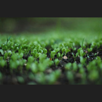 Pavasaris jau mīņājas pie šķūnīša durvīm: laiks sākt rosīties dārzā!