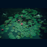 Dīķi nepieciešams ne tikai pareizi izrakt, bet arī kopt