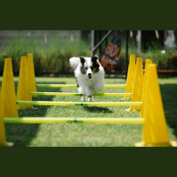 Veiklības treniņi suņiem: brīnumtabletīte kā risināt mīluļa uzvedības problēmas