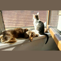 Mājdzīvnieku klātbūtne var ietekmēt arī saimnieku veselību 