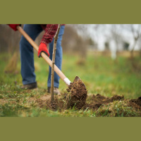 Būs jārok, jeb dārza darbi oktobrī