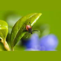 Kādi ir kukaiņu kodumi un to sekas? Un kā no tiem visveiksmīgāk izvairīties?