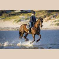 Kādas pozitīvas emocijas cilvēkam sniedz zirgs un jāšanas sports?