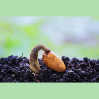 Laiks domāt par pirmajiem sēšanas darbiem!