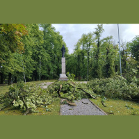 Koki pilsētā: kas par tiem jāzina, īpaši domājot par vētras sekām