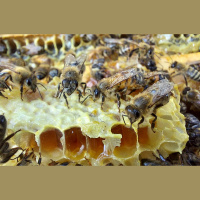 Bites dod lieliskus produktus cilvēka veselības uzlabošanai