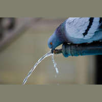 Ko ņemt vērā, lai putni un cilvēki labi justos urbānajā kopdzīvē?