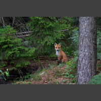 Biežāk un biežāk var sastapt lapsas. Kā to risināt?