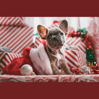 Kā sagatavoties, lai Ziemassvētki un Jaunais gads mājas mīluļiem paiet mierīgi