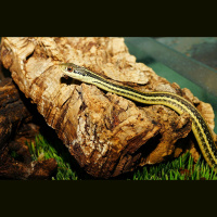 Speciālisti: Ieraugot čūsku mežā, nekāpieti virsū. Vislabākais ir saglabāt mieru