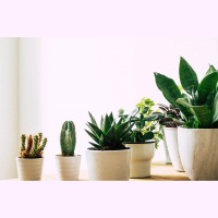 Īstais laiks padomāt par telpaugu labsajūtu