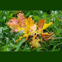 Vai pienācis laiks ieziemot dārzu?