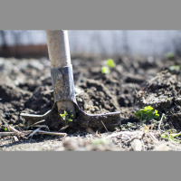 Aprīļa beigu un maija pirmās puses dārza darbi