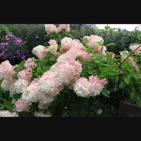 Dārza darbi vasaras viducī: jāgriež zemenes, jāmēslo rododendri