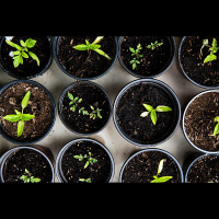 Īstais laiks sākt gatavoties dārza darbu sezonai