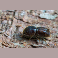 Lai ierobežotu mizgrauža izplatību, egļu audzēs spēkā ir ciršanas ierobežojumi