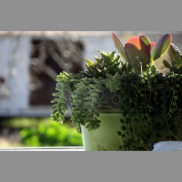 Telpaugi var būt domāti ne tikai krāšņumam, bet arī noderīgi veselībai