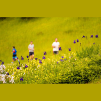 Dabiskā pļava ir ne tikai baudījums, tās svarīgi saglabāt kā nozīmīgu ekosistēmas daļu