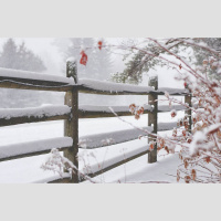 Laiks gatavoties jaunajai dārza sezonai