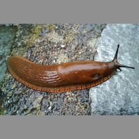 Vienkārši nolasīt: labākais līdzeklis pasargāt dārzu no ēdelīgajiem kailgliemežiem