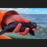 Ekosistēma mainās, svešzemju sugas konkurē ar vietējām