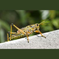 Inovatīvā pārtika - objektīva nepieciešamība vai modes kliedziens?