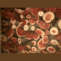 Les v luči podnebnih sprememb