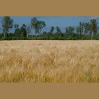 Nove genske tehnologije v kmetijstvu