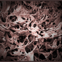 The puzzle of bone synthesis in laboratory