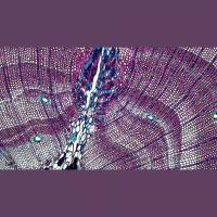 Rebuilding tissues: the proper house for each cell