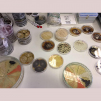 Glive v oblakih, najnovejše raziskave ekstremnih gliv na Islandiji in Grenlandiji