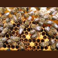 Tudi čebele imajo krizo